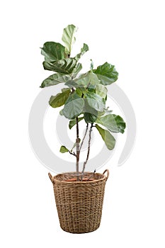 Green leaves of fiddle-leaf fig tree Ficus lyrata. Fiddle leaf fig tree in wicker basket isolated on white background. photo