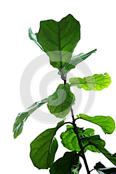 Green leaves of fiddle-leaf fig tree Ficus lyrata the popular photo