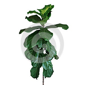 Green leaves of fiddle-leaf fig tree Ficus lyrata the popular ornamental tree tropical houseplant isolated on white background,