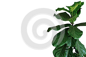 Green leaves of fiddle-leaf fig tree Ficus lyrata the popular ornamental tree tropical houseplant isolated on white background,