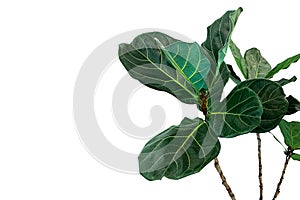 Green leaves of fiddle-leaf fig tree Ficus lyrata the popular ornamental tree tropical houseplant isolated on white background, photo