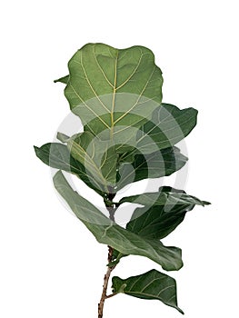 Green leaves of fiddle-leaf fig tree the popular ornamental tree plant tropical houseplant
