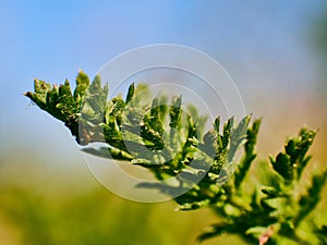 green leaves of a field plant against a blue sky