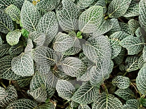 Green leaves Fittonia with contrasting white or pink veins. Natural green background leaves