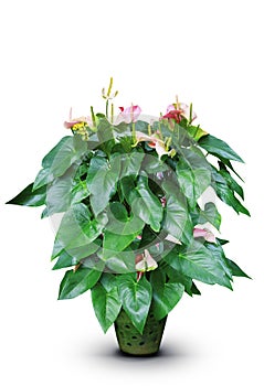 Green leaves and flamingo flower in clay pot isolated white back