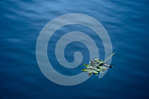 Green leaves floating on a lake