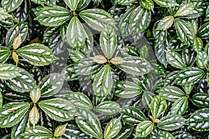 Green leaves floor