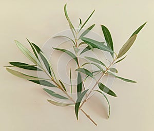 Green leaves Floral flat lay Olive tree branches white background