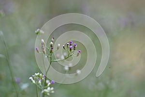 Green leaves and flower buds that bloom