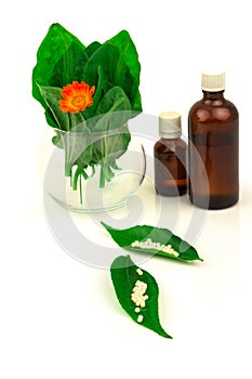 Green leaves and flower marigold, bottles and homeopathic globules. Homeopathy medicine. Nettle healing herbs, alternative