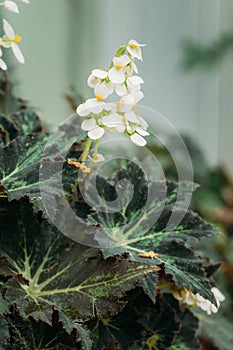 Green Leaves And Flower Of Plant Begonia Rex Putz, Commonly Known As King Begonia, Rex Begonia, Is A Rhizomatous