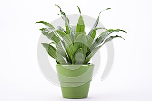 Green leaves in flowerpot photo