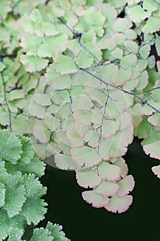 Green leaves foliage of Adiantum maidenhair fern drop down with water moisture on soft selective focus for spa and natural