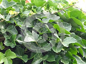 Green leaves foliage - nature backdrop