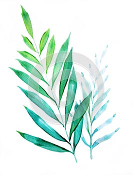 Green leaves, foliage watercolor, hand drawn, isolated on white background.