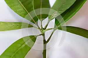 Green leaves on footstalk growing towards the sun - clean energy and ecology concept