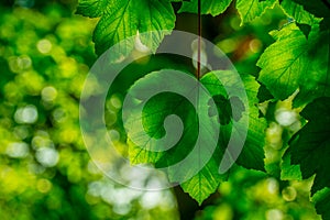 Green leaves in forest