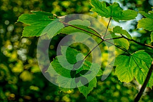 Green leaves in forest