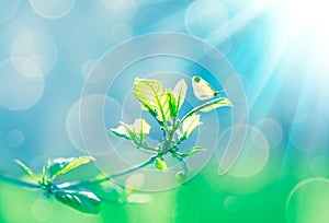 Green leaves in the forest in the light of the sun. Green branch in sun ray against background of blue sky and butterfly on nature