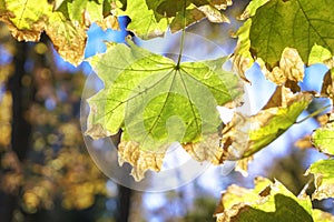 Green leaves in a forest with sun background image. Back light sunshine with leafs on branch