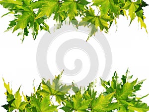 Green leaves frame
