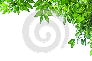 Green leaves for frame on white background, nature border