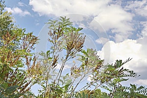 Close up Amorpha fruticosa plant photo