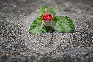 Fruit of wild strawberry (Fragaria vesca) with blurred background