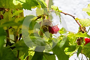 Green leaves and fruits of a raspberry plant in natural light