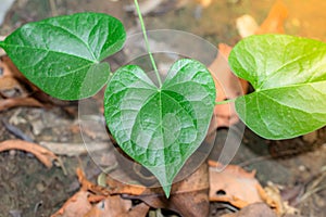 Green leaves full of medicinal properties of Giloy growing on the vine of Giloy