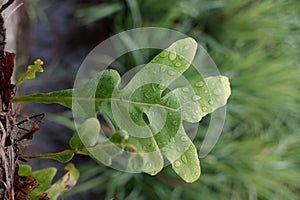 Green leaves of the gambel oak plant or Quercus gambelii