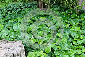 Green leaves in garden.