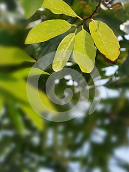 Green leaves on garden blurred background