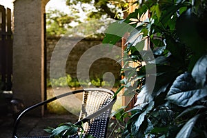 Green leaves and garden chair.