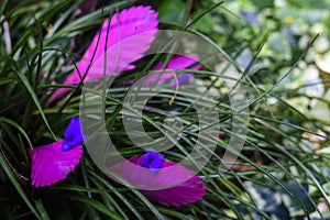 Green leaves in the garden with some magenta and violet forming an abstract contrast photo