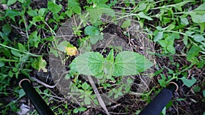 Green leaves in the garden are vegetables and herbs to nourish health.