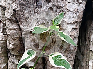 Green leaves germinate in the middle of the tree