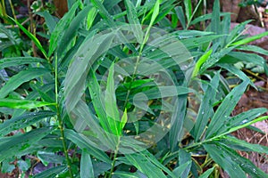 Green leaves of ginger or Zingiber officinale