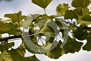 Leaves of a Gingko biloba tree