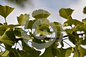 Leaves of a Gingko biloba tree