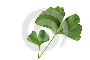 Green leaves of Ginkgo biloba plant isolated on white background. Medicinal leaves of the relic tree Gingko