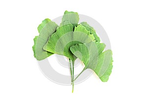 Green leaves of Ginkgo biloba plant isolated on white background. Medicinal leaves of the relic tree Gingko