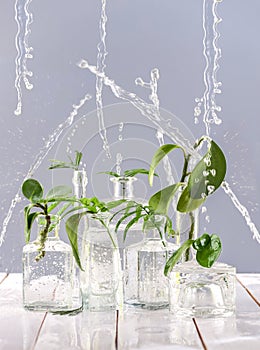 Green leaves in glass vases and bottles under the spray of water