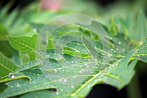 Green leaves glistening with dewdrops