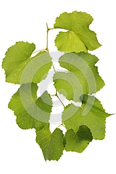 Green leaves of grape