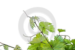 Green leaves of grape isolated on white background