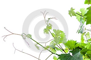 Green leaves of grape isolated on white background