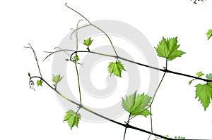 Green leaves of grape isolated on white background