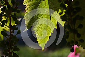 The green leaves of the grapes are illuminated by the rays of the sun`s backlight.
