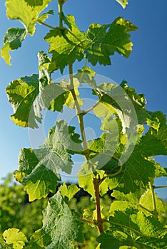 Green leaves of a grapevine against a blue sky